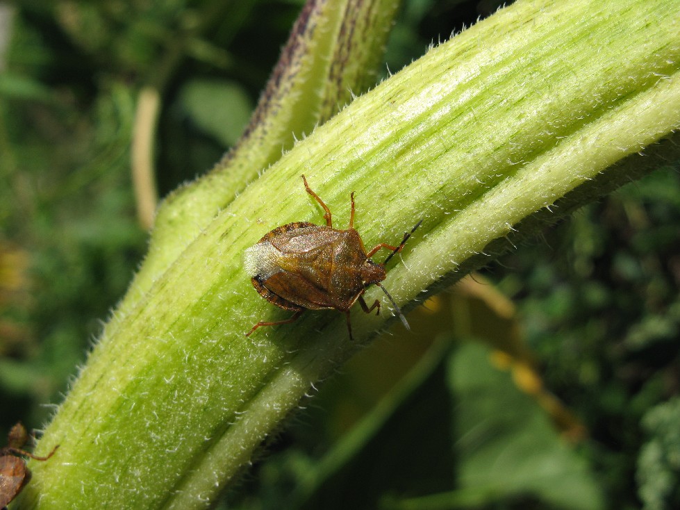 Carpocoris: chiave semplice